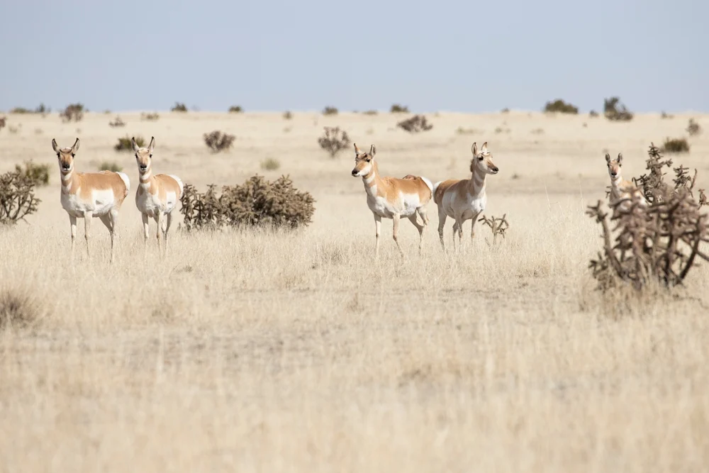 Verra Approves Record 3M Mexico Soil Credits