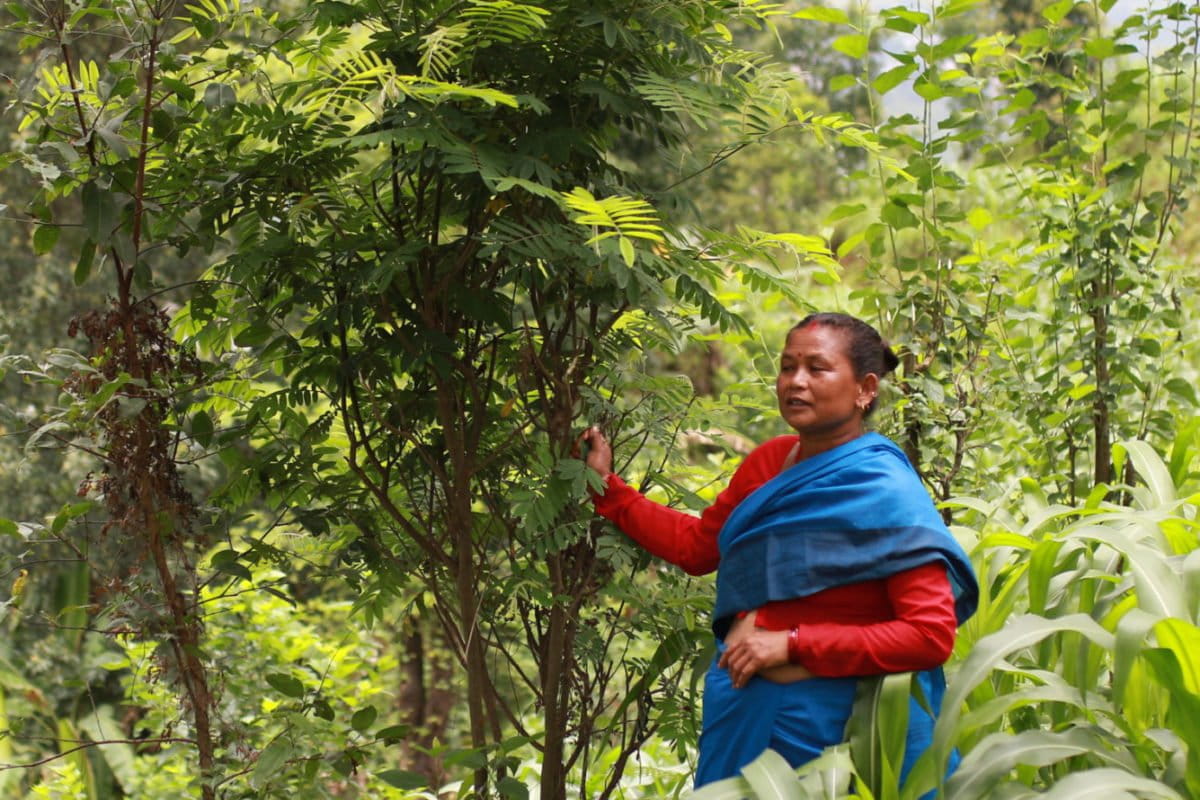 Nepal’s $55m Carbon Deal Risks Bypassing Forest Communities
