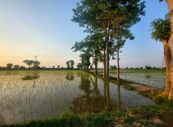GSK Signs 8‑Year Deal for Regenerative‑Agriculture Credits from Varaha in India