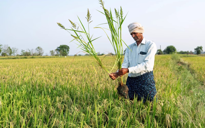Google to Buy 1M Rice-Methane Credits from India’s Mitti Labs by 2030